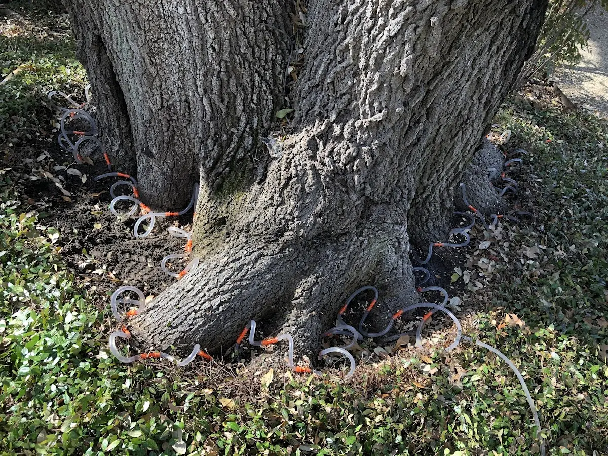 Detailed Tree Cabling and Bracing job site in Lakewood