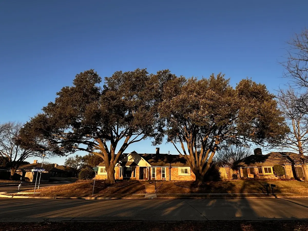 Established residential canopy tree shading a home in Lakewood